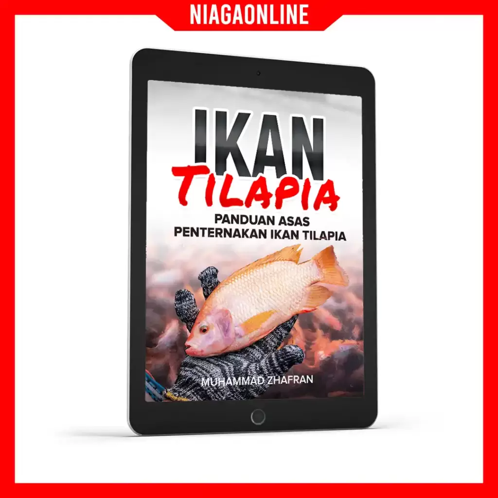 eno ikan tilapia